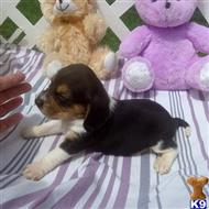 beagle puppy posted by Grannys Treasures